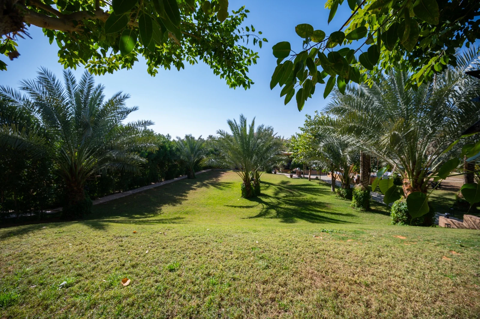 Sunlit palm gardens across the Nibras farm